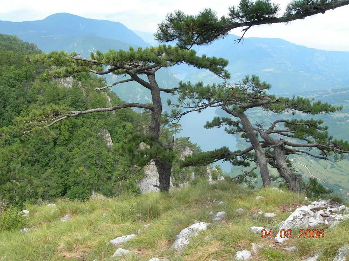 Vila Dodi Villa Bajina Basta Esterno foto